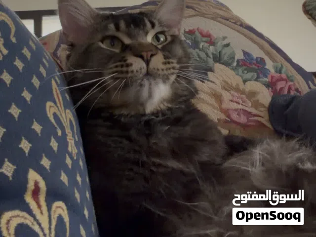 مين كون ذكر للبيع معقم ومطعم كامل التطعيمات