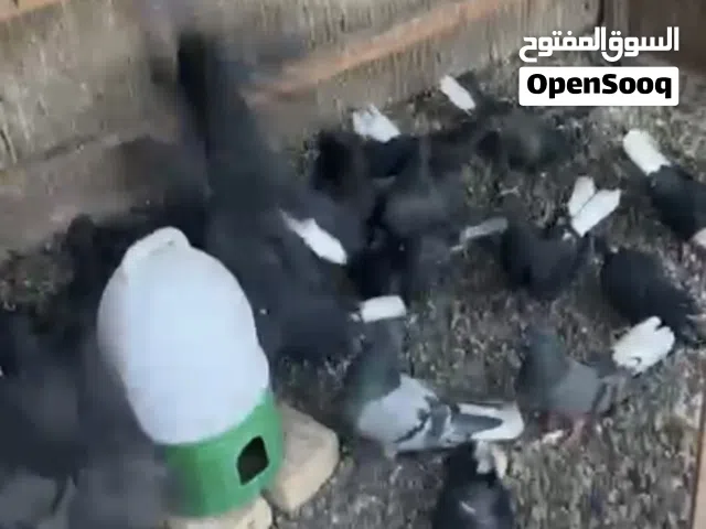 متاح تور شعل سود مقاليم شكد تريد تعالي خاص