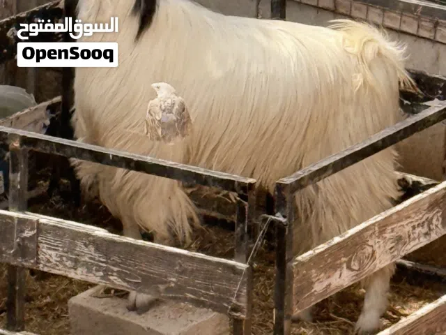 للبيع تيس ثني فحل هداد او لحم