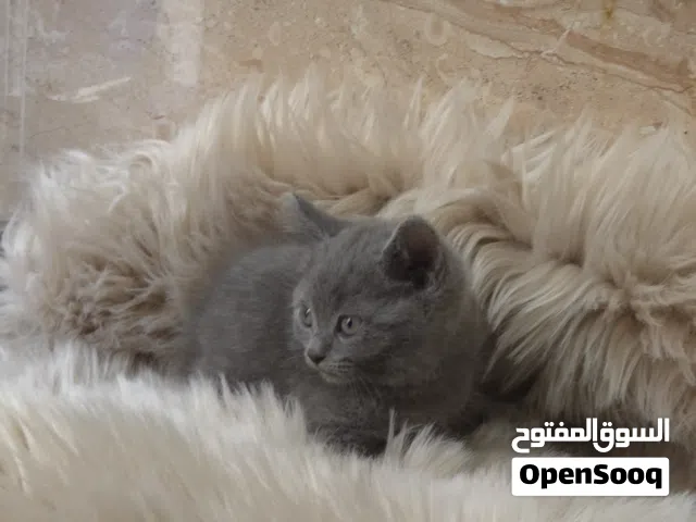 قط صغير العمر 55 يوم برتش بلو