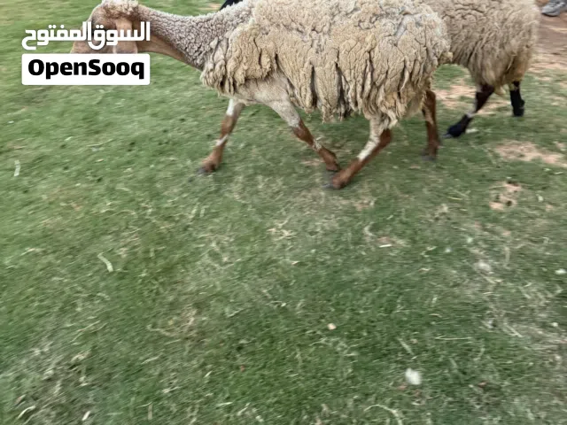 نعاج للبيع