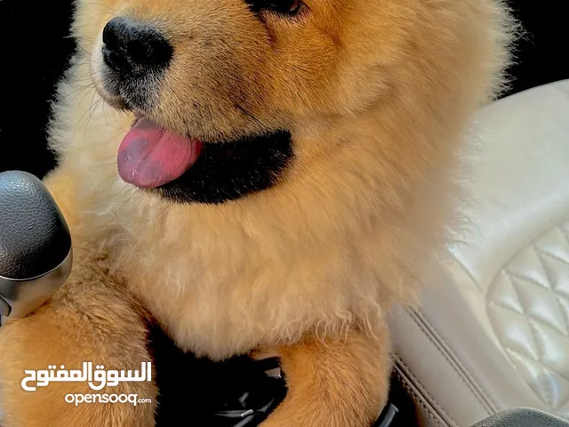 جرو تشاو تشاو