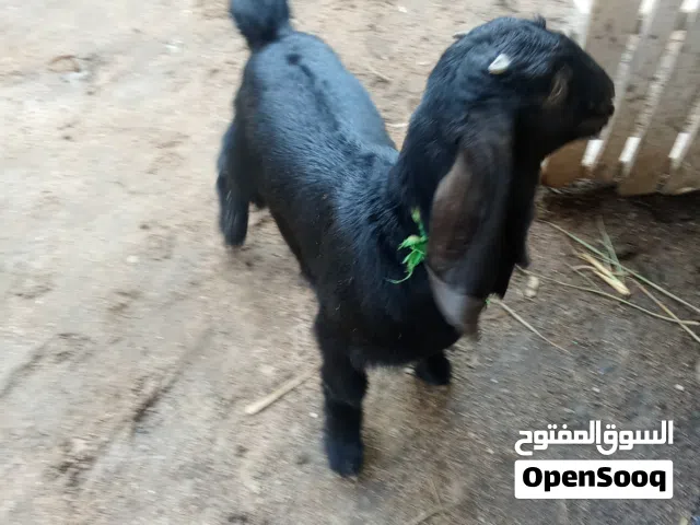 السلام عليكم الوصف مهم اقرا