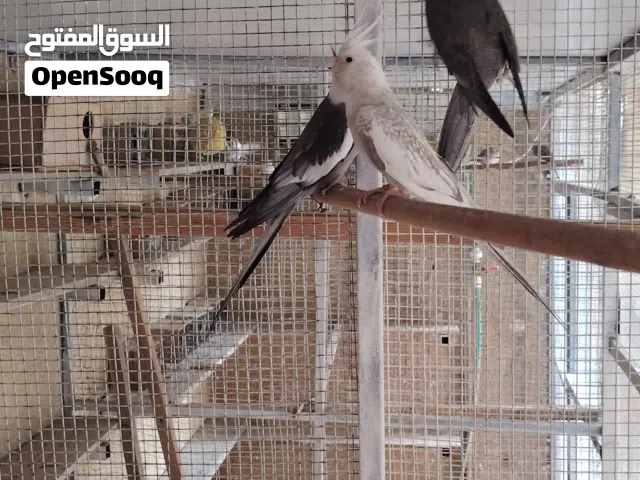 زوجين كوكتيل 125 زوج انكليزي وزوج رصاصي