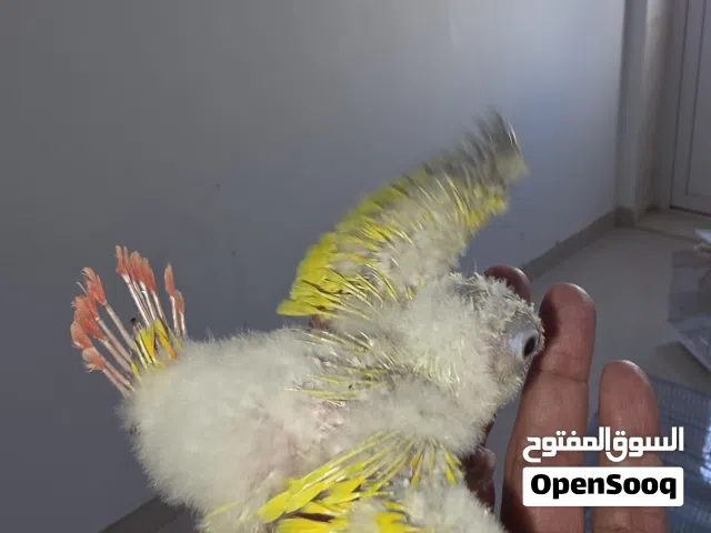 صغار كنيور صن شك على الغر مع حضانه وابره الغر مجانا. مطلوب 900 درهم للفرخ واحد ابوظبي