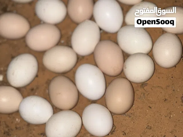 يتوفر دحي سايكس طوق وسايكس زهري درجه أولى ماشاءالله 5حارات دحي