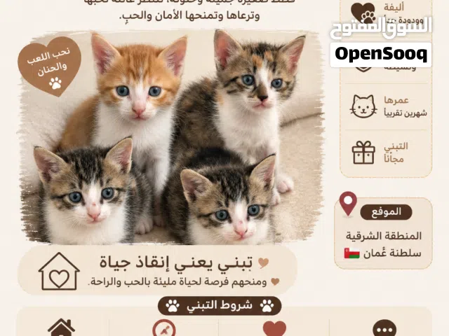قطط صغيرة بعمر شهرين تقريبًا لتبني