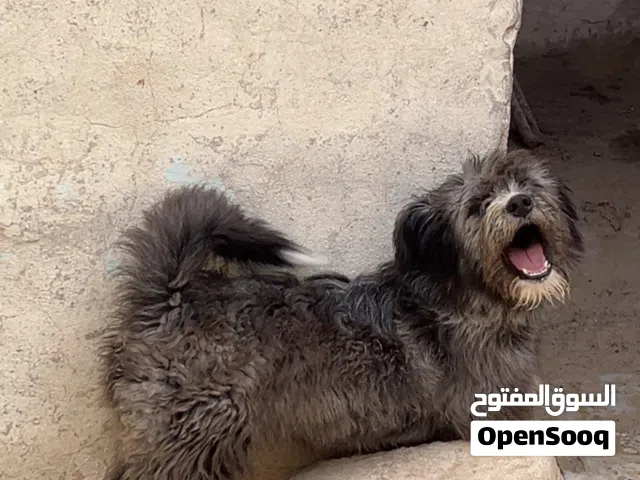كلب زبنه درجه اولى للبيع