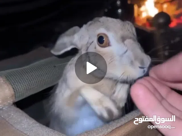 ارنب بري موالف العمر 5شهور