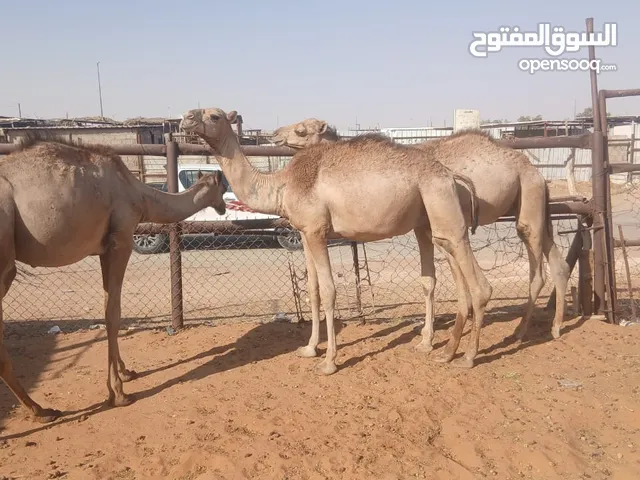 قعدان صومالية مرابي للبيع حاشي