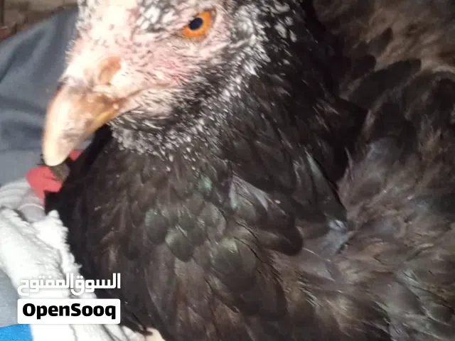 هراتيه تركيه للبيع اقره الوصف