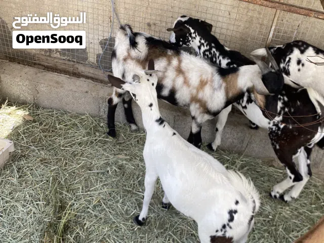 تيس صلالي مطعوم