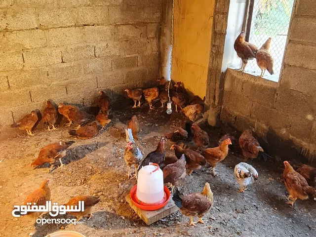 دجاج تهجين فرنسي عماني نخب أول وحجم طيب
