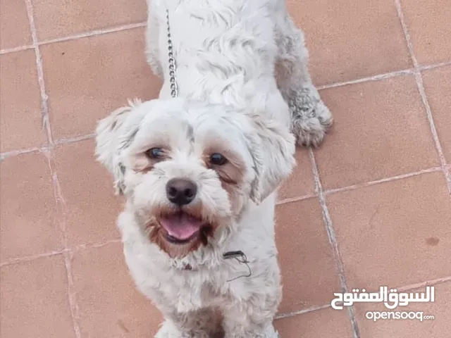 للبيع كلبان بسعر جدا مغري 60دينار للاثنين