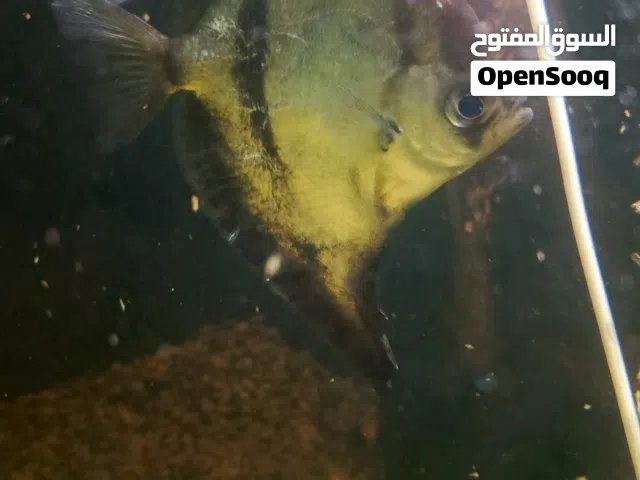 اسماك مفترس مميزا للبيع شوف الوصف