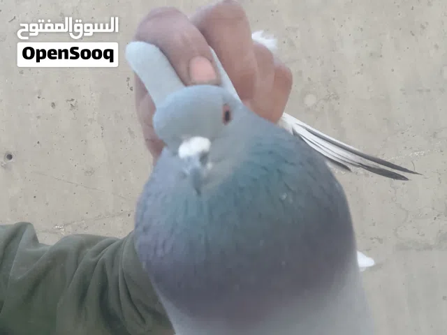 حمام بلدي نخب نخب للبيع