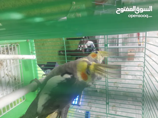 كوكتيل فوق سنة