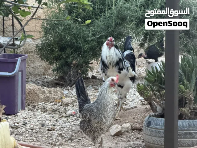 ديك بوظاني