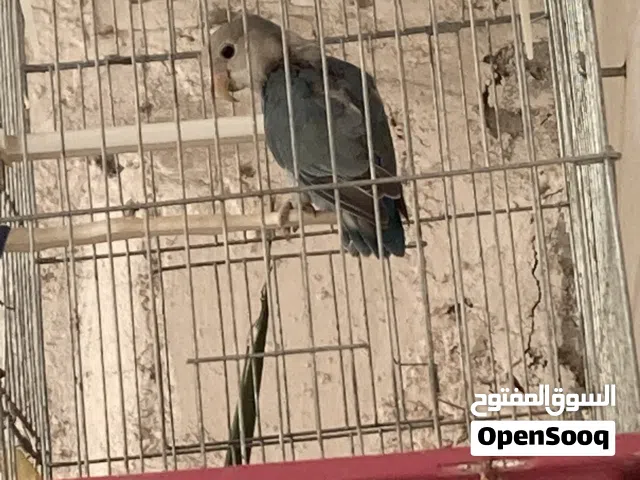 روز مخلف  صغر  لتدريب