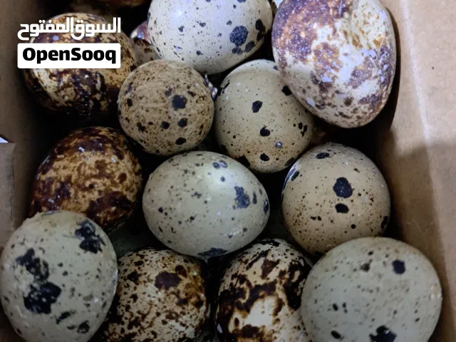 بيض فري سمان للعلاج الطبيعي  مضمون للبيع في ناعور