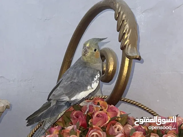 Cocktails 7 months old tamed can be exchange with other birds