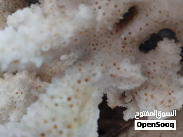مرجان البحر