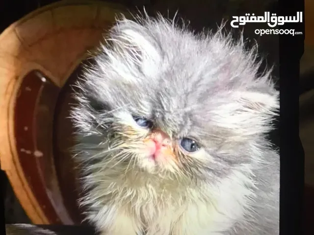 قطط للبيع نثيه وفحل
