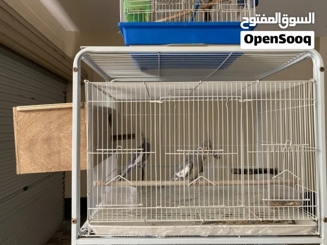 For Sale Pair Cockatiel Birds