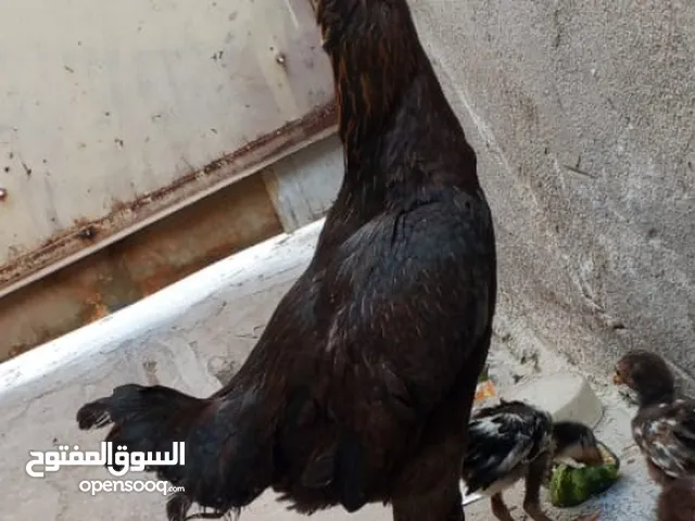ديج هراتي هنادي ودجاجتين اصليات وصحتهن فوول الديج خشن وقوي دجاجات بيضات وحلوات مكاني القبلة