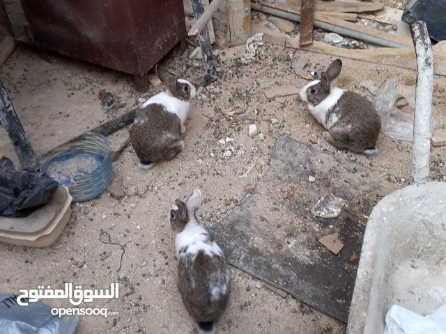 أرانب للبيع
