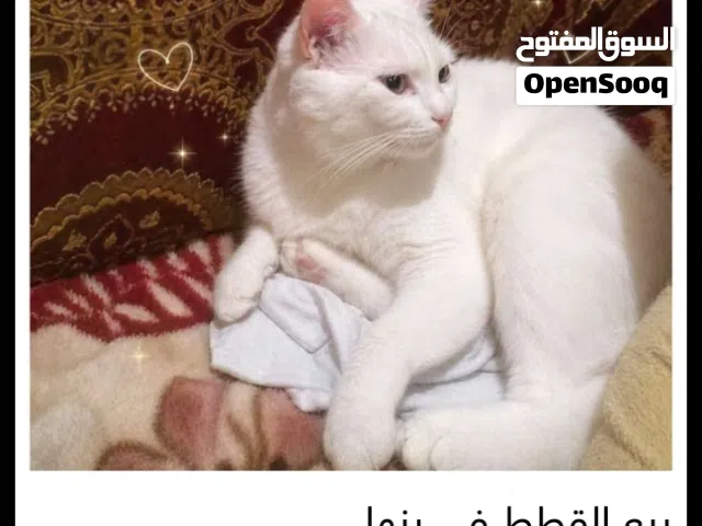 القطه شيرازي للبيع في بنها