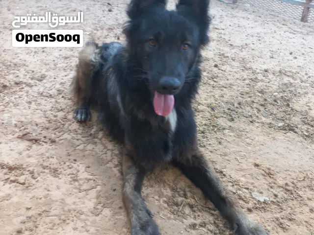 ذكر مالينو وبرا