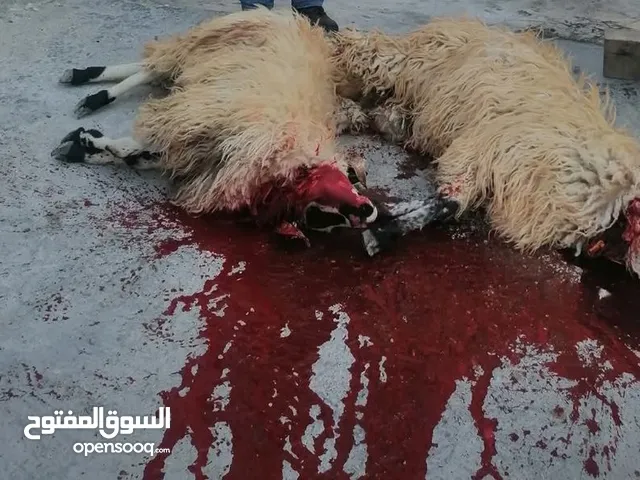 جزار لذبح جميع الأضاحي اغنام/خرفان/نعاج/ بسرع وقت نصف ساعه تكون ذبيحه جاهزه مقطعه
