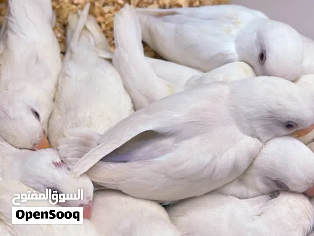 مطلوووووووب