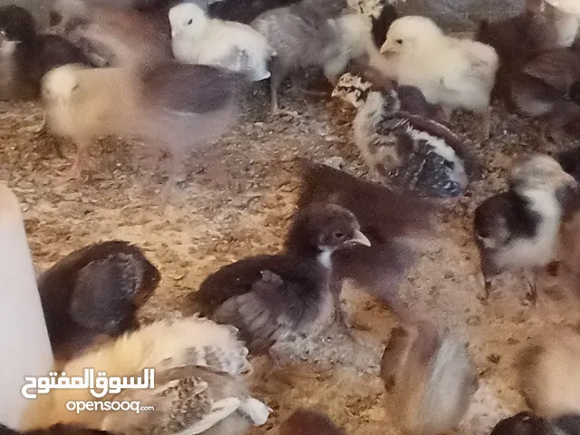 بيع دجاج عربي