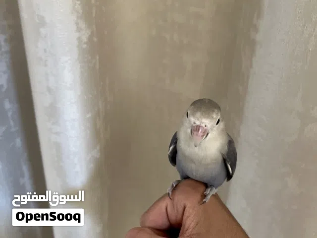 روز اليف بالون الازرق النادر الوصف مهمم