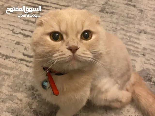 قط ذكر سكوتش فولد معقم للتبني بدون مقابل مادي
