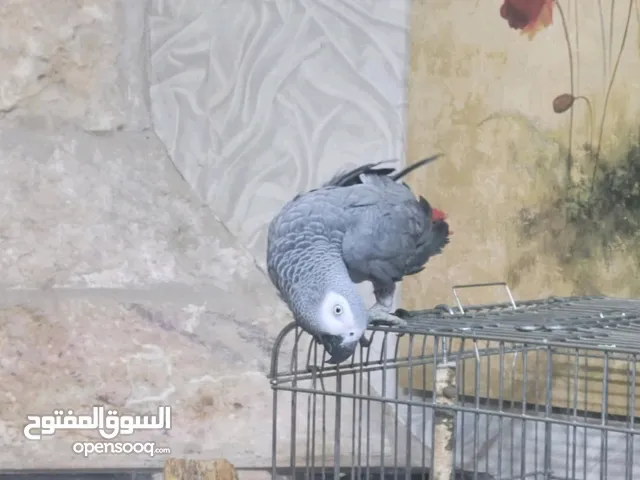 ببغاء كاسكو للبيع في سعر مغري