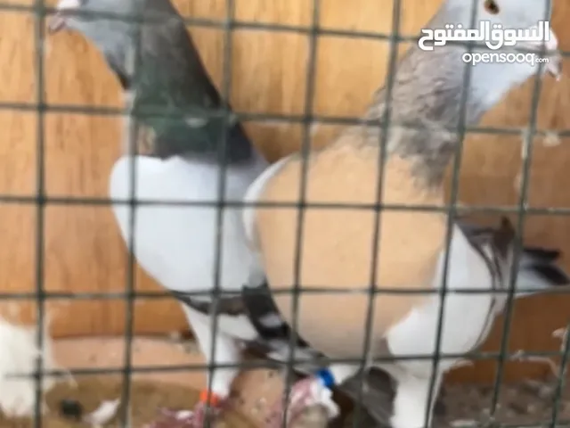 زوج حمام ريحاني