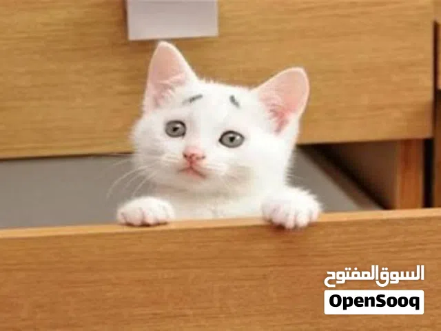 مطلوب قط صغير للتبني