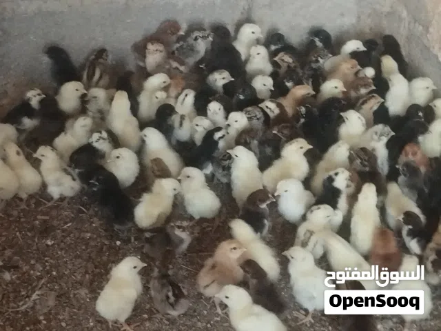 للبيع صيصان محلي تهجين فرنسي