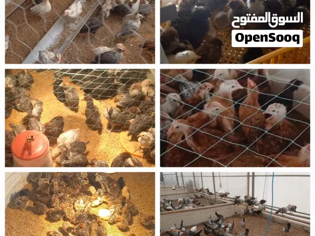 دجاج بيور  Purebreed Chicken
