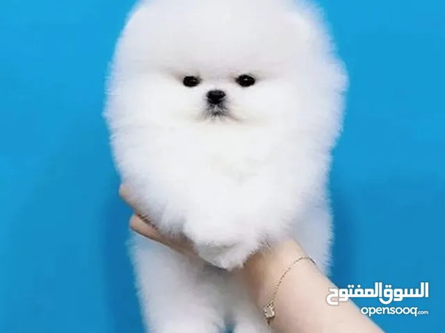 Healthy Pomeranian puppies are available for adoption