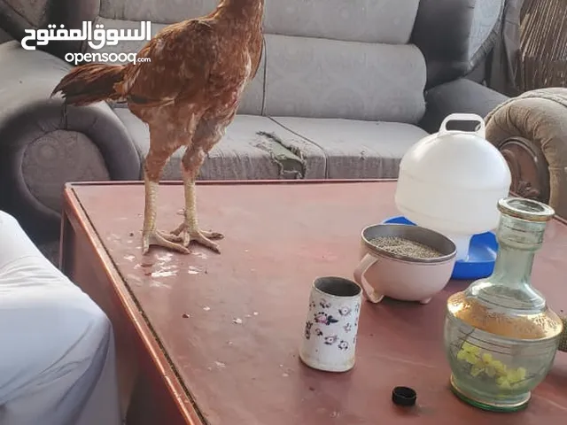 دجاج باكستاني