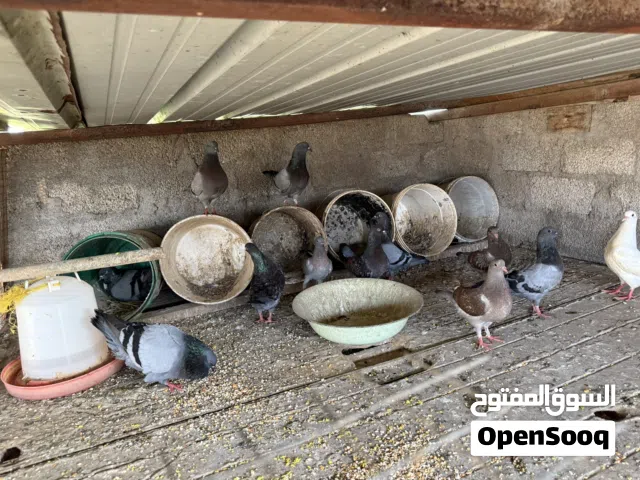 حمام مدينه بصحه ممتازة