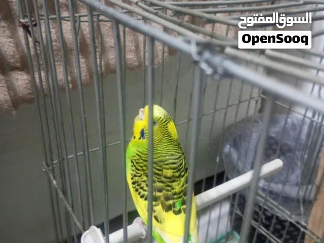 طير حب ذكر فحل وجوز طير جنه مع القفص 3اقفاص للبيع