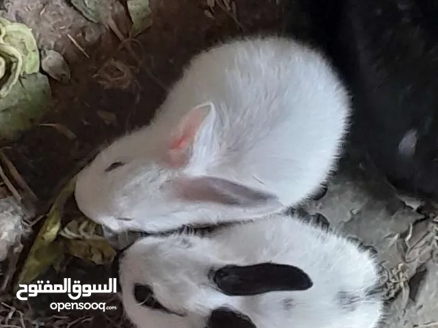 ارانب فرنسيه اعمار مختلفه عمرشهر بدينارين
