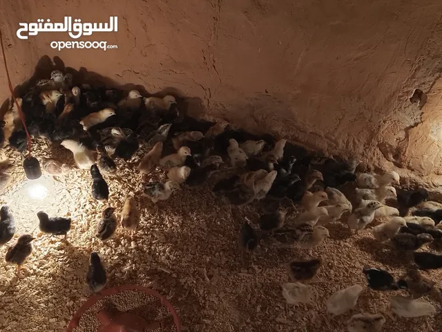 كتاكيت للبيع اقرء الوصف