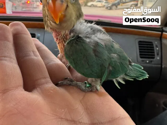 فيشر. باربلو 180