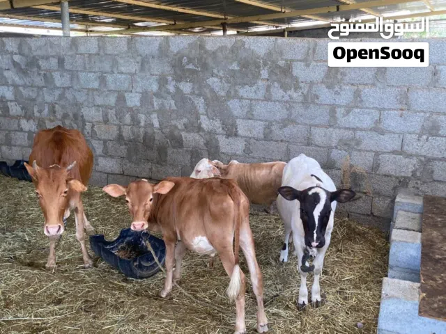 2 عجل 1 عجله ابيض
